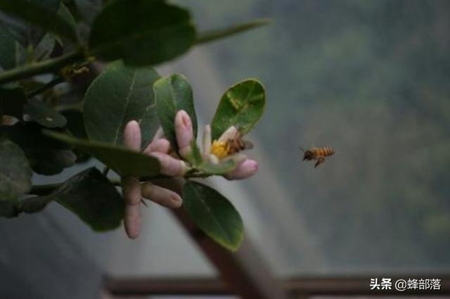 繁衍1.3億年的蜜蜂，它們是如何防御病毒的？方法值得學(xué)習(xí)