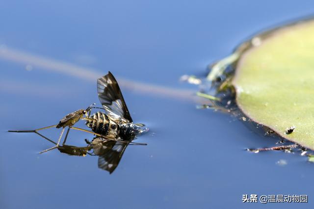 辟謠：小時(shí)候經(jīng)常在水面上見到的這種蟲子是蜘蛛嗎？不，它叫水黽