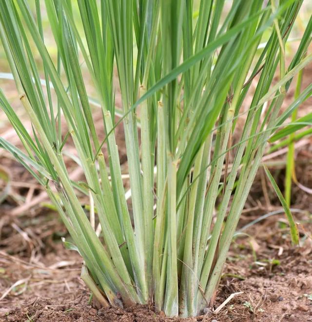 這些可以驅(qū)趕害蟲(chóng)的植物很適合種家里，絲毫不孫色于觀花植物