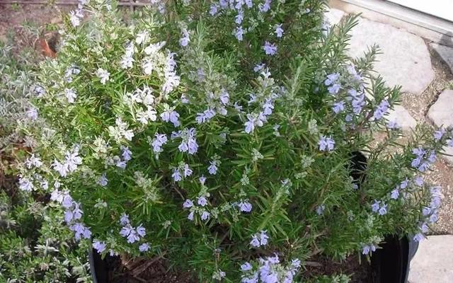 這些可以驅(qū)趕害蟲(chóng)的植物很適合種家里，絲毫不孫色于觀花植物