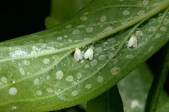 預防植物感染蟲害要掌握幾個技巧，否則容易感染這8種常見害蟲