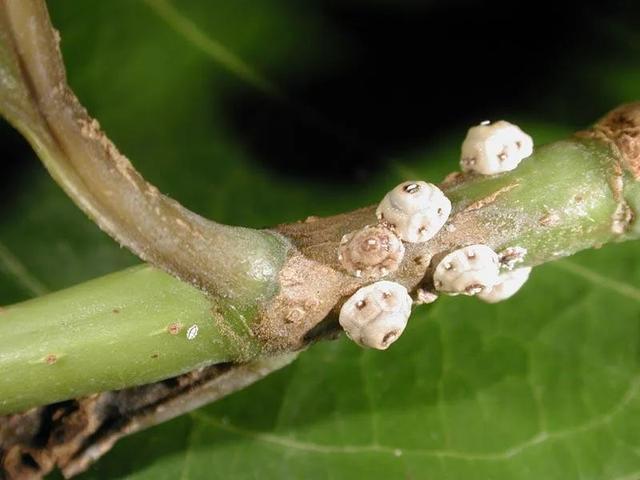 預防植物感染蟲害要掌握幾個技巧，否則容易感染這8種常見害蟲