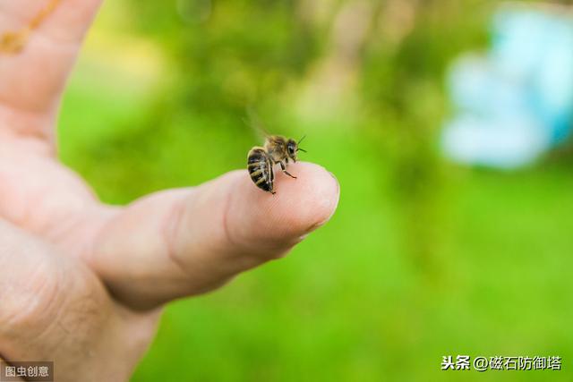 蜜蜂為什么蟄完人就會(huì)死？會(huì)死為什么還要蜇人？