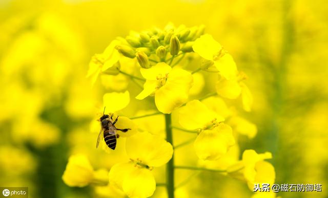 蜜蜂為什么蟄完人就會(huì)死？會(huì)死為什么還要蜇人？