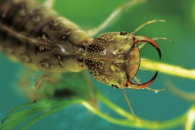 農(nóng)村水坑里的獵食者——潛龍虱，是如何在水下自由呼吸的？