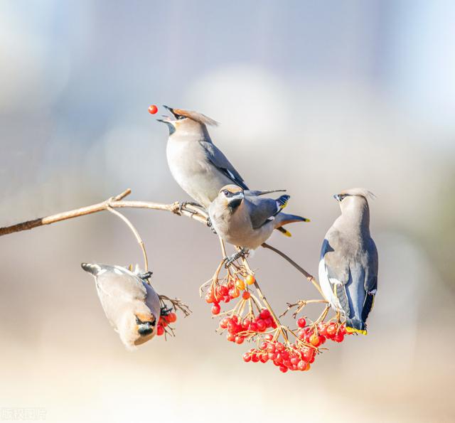 公鳥是怎么追母鳥的？細(xì)心、浪漫，最重要的是千萬(wàn)不能空手