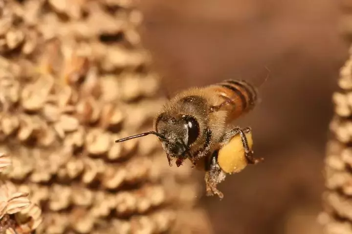 如何區(qū)分黃蜂、蜜蜂、馬蜂、胡蜂……各種蜂？