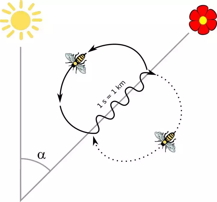 如何區(qū)分黃蜂、蜜蜂、馬蜂、胡蜂……各種蜂？