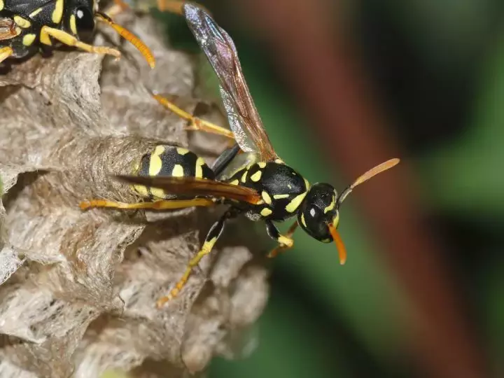 如何區(qū)分黃蜂、蜜蜂、馬蜂、胡蜂……各種蜂？