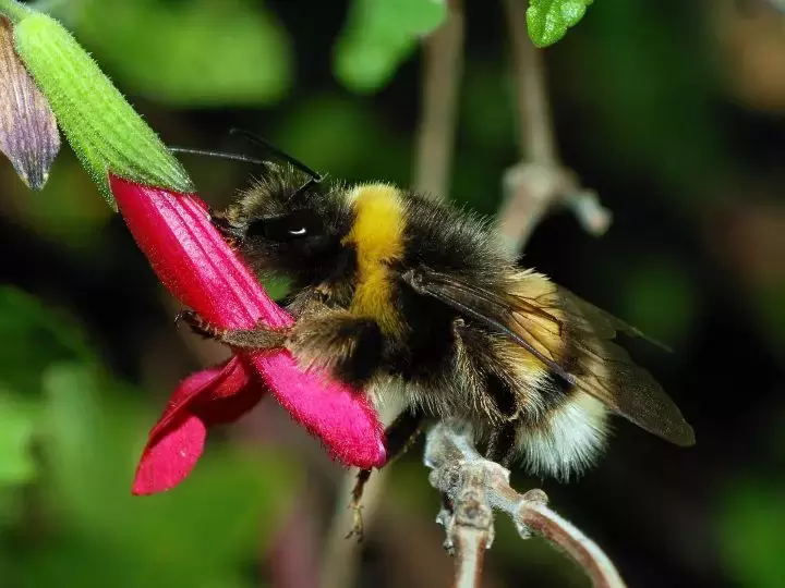 如何區(qū)分黃蜂、蜜蜂、馬蜂、胡蜂……各種蜂？