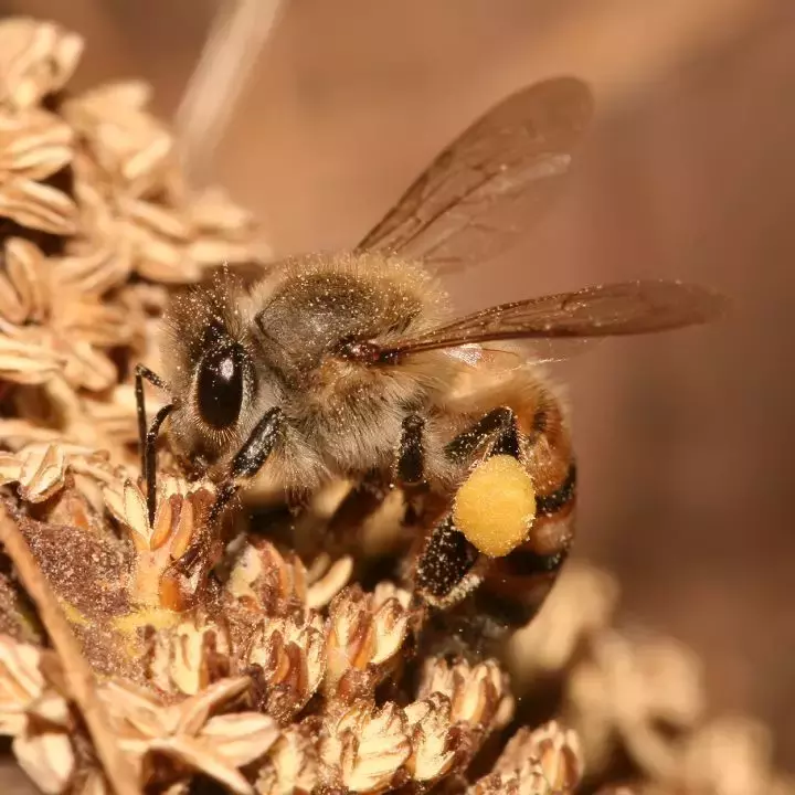 如何區(qū)分黃蜂、蜜蜂、馬蜂、胡蜂……各種蜂？