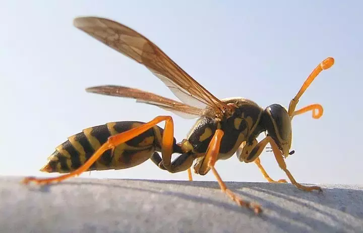 如何區(qū)分黃蜂、蜜蜂、馬蜂、胡蜂……各種蜂？