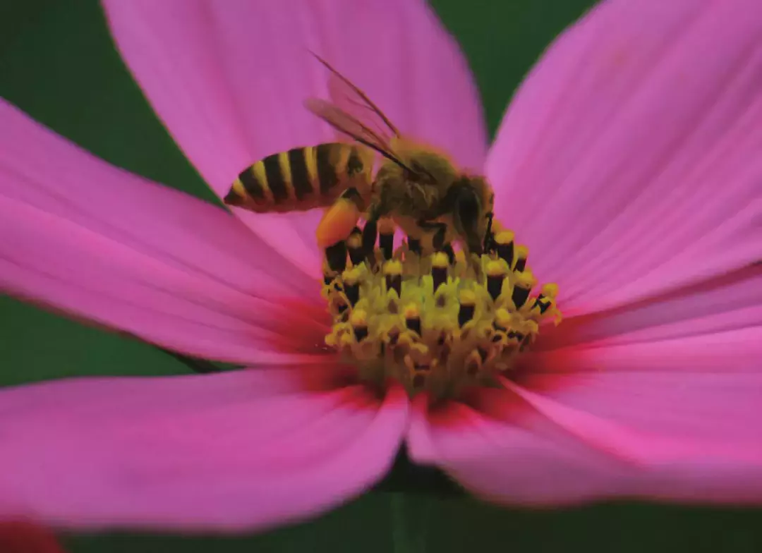 如何區(qū)分黃蜂、蜜蜂、馬蜂、胡蜂……各種蜂？