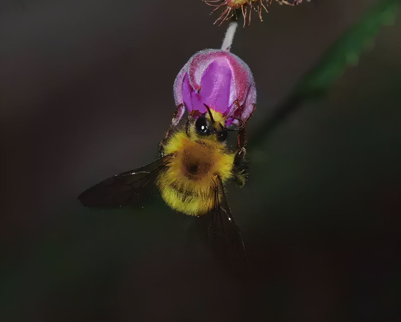 如何區(qū)分黃蜂、蜜蜂、馬蜂、胡蜂……各種蜂？