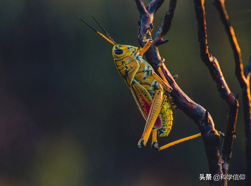 昆蟲(chóng)沒(méi)有腦袋照樣活，這是為什么？