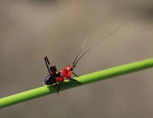 幫幫每周一蟲：這個(gè)蟲子有點(diǎn)猛-草蜢