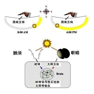 從墨西哥飛往美國，再回到墨西哥，它們用了整整4代