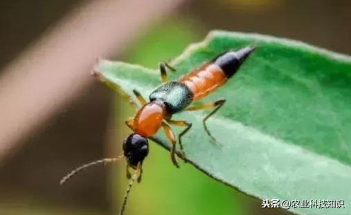 這蟲(chóng)子可是個(gè)狠角色，惹不起，躲著走