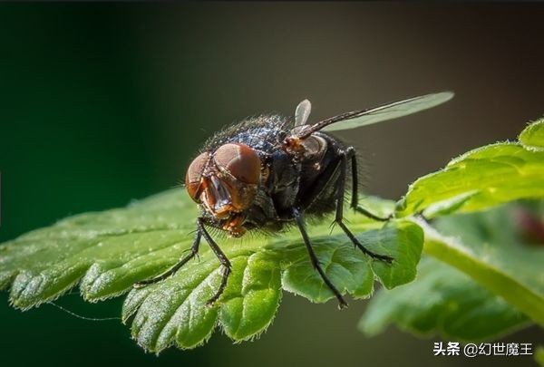 為什么老是打不到蒼蠅？蒼蠅的走位你知道嗎？