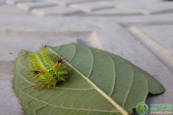 害蟲是怎么定義的？主要分為哪幾種？