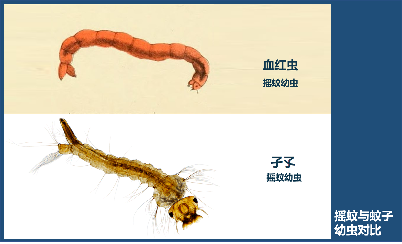 比蚊子還可怕的“蚊子”，密密麻麻在你頭上盤旋，被咬還奇癢無比