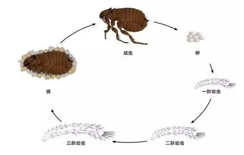 家中看不見的跳蚤哪里來的？要怎么處理？