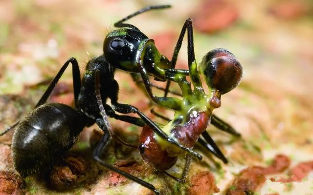 “自我爆炸”換取族群生存，集體高于一切，爆炸螞蟻的舍生取義