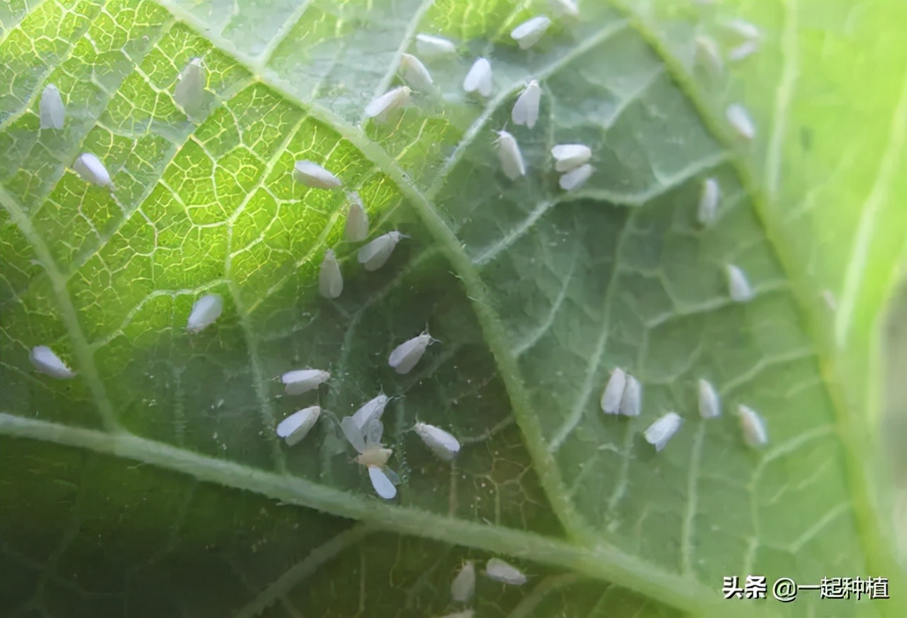 白粉虱最怕什么？