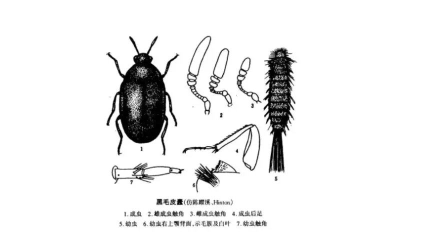 家里總出現(xiàn)這種黑色硬殼小蟲子，為什么？