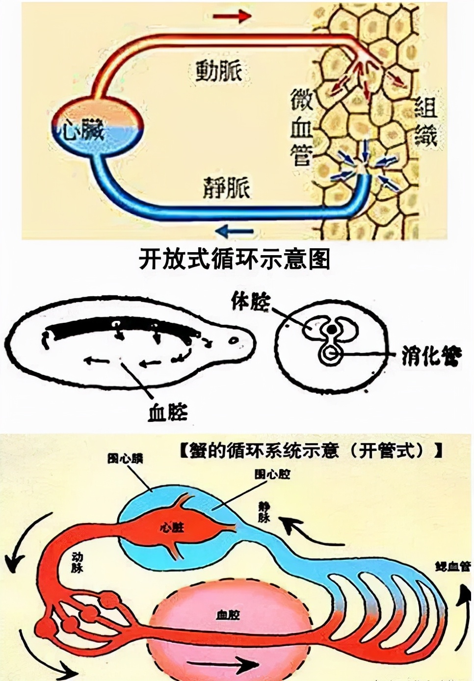 你根本殺不死蟑螂？