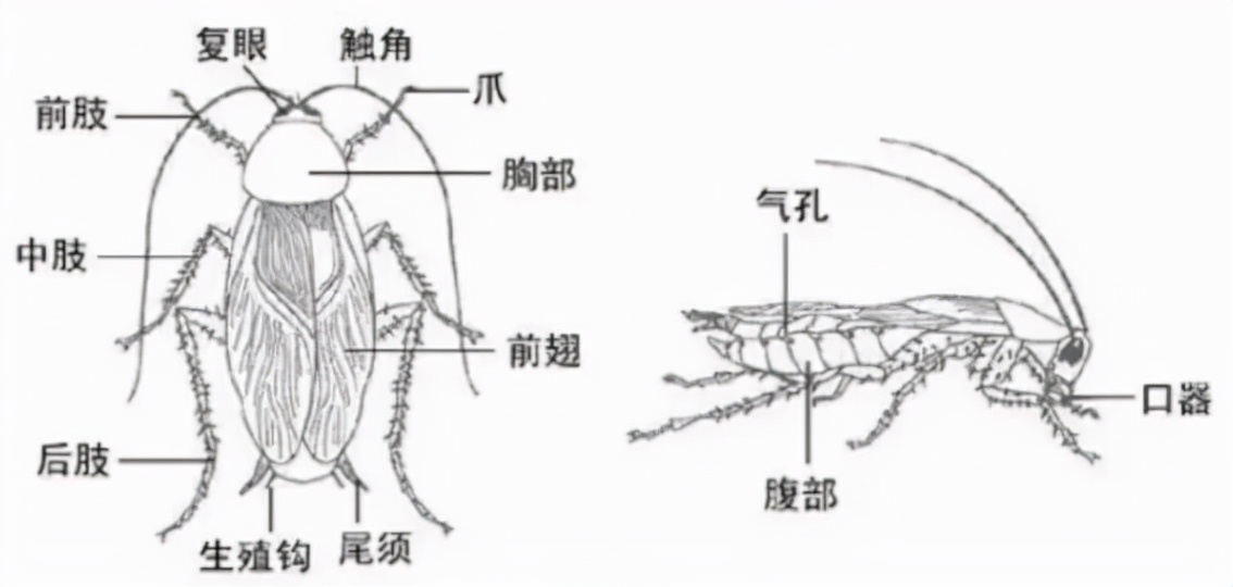 你根本殺不死蟑螂？