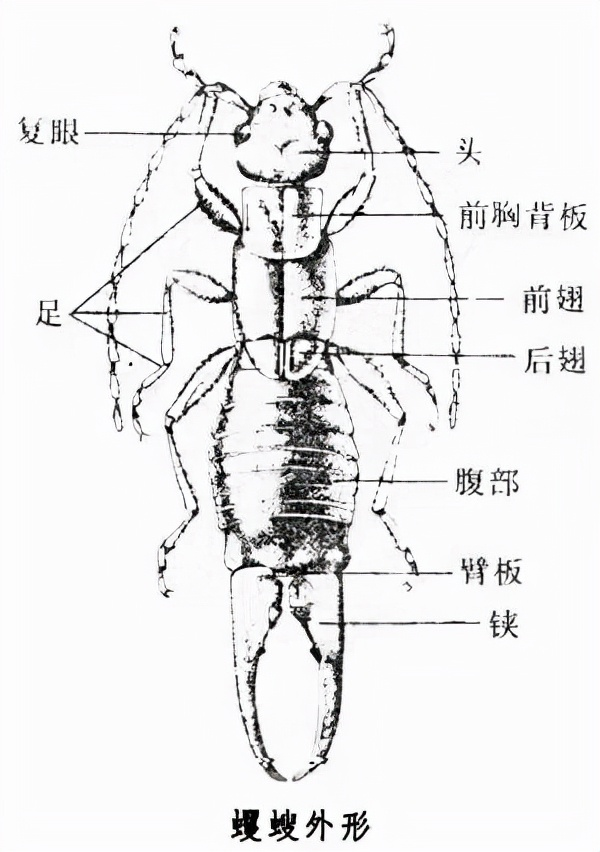 衛(wèi)生間“耳蟲”是從哪來的？怎么將它們徹底消滅？