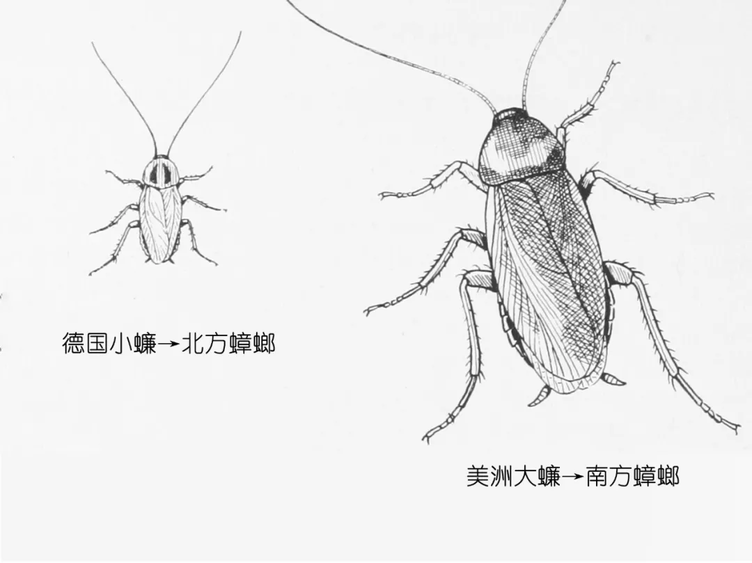 樓層這么高，為什么蟑螂仍能飛檐走壁，寄居室內(nèi)？