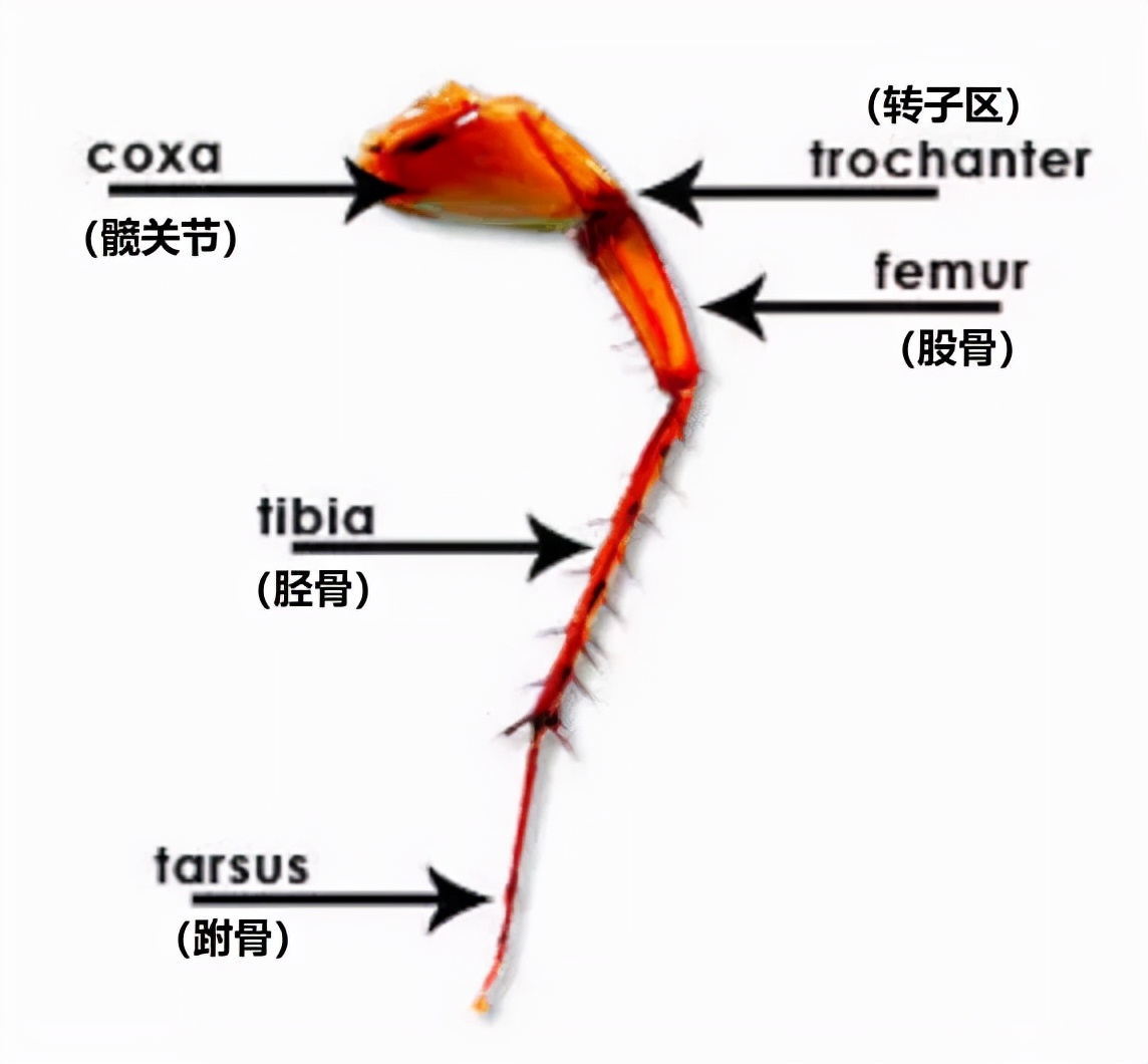 樓層這么高，為什么蟑螂仍能飛檐走壁，寄居室內(nèi)？